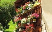 35 Sbuchiamo tra i fiori....